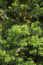 Hicks Yew (Taxus x media 'Hicksii') at Valley View Farms