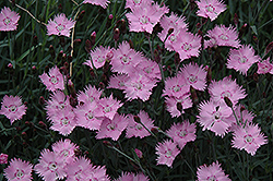 Bath's Pink Pinks (Dianthus 'Bath's Pink') at Valley View Farms