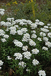 Purity Candytuft (Iberis sempervirens 'Purity') at Valley View Farms