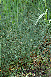 Soft Rush (Juncus inflexus) at Valley View Farms