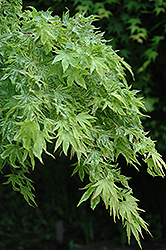 Higasa Yama Japanese Maple (Acer palmatum 'Higasa Yama') at Valley View Farms