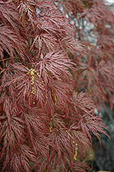 Inaba Shidare Cutleaf Japanese Maple (Acer palmatum 'Inaba Shidare') at Valley View Farms