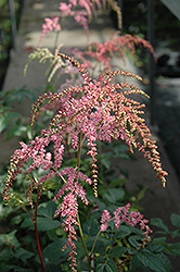 Ostrich Plume Astilbe (Astilbe x arendsii 'Ostrich Plume') at Valley View Farms