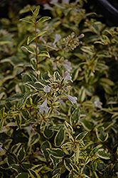 Twist of Lime Glossy Abelia (Abelia x grandiflora 'Hopley's') at Valley View Farms