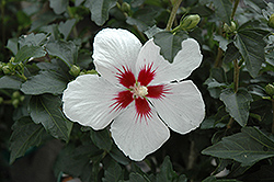 Lil' Kim Rose of Sharon (Hibiscus syriacus 'Antong Two') at Valley View Farms