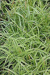 Silver Sceptre Variegated Japanese Sedge (Carex morrowii 'Silver Sceptre') at Valley View Farms