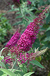 Attraction Butterfly Bush (Buddleia davidii 'Attraction') at Valley View Farms