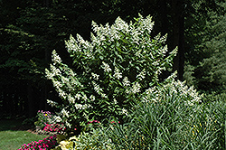 Tardiva Hydrangea (tree form) (Hydrangea paniculata 'Tardiva (tree form)') at Valley View Farms