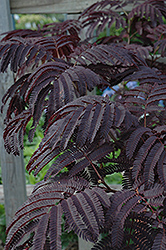 Summer Chocolate Mimosa (Albizia julibrissin 'Summer Chocolate') at Valley View Farms