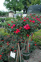 Knock Out Rose Tree (Rosa 'Radrazz') at Valley View Farms