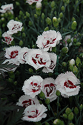 Scent First Coconut Surprise Pinks (Dianthus 'WP05Yves') at Valley View Farms