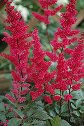 Fanal Astilbe (Astilbe x arendsii 'Fanal') at Valley View Farms