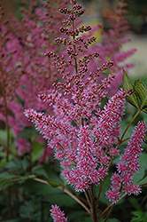 Maggie Daley Astilbe (Astilbe chinensis 'Maggie Daley') at Valley View Farms