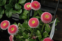 Bellisima Pink English Daisy (Bellis perennis 'Bellissima Pink') at Valley View Farms