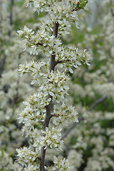 Santa Rosa Plum (Prunus 'Santa Rosa') at Valley View Farms