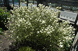 Mt. Airy Fothergilla (Fothergilla major 'Mt. Airy') at Valley View Farms