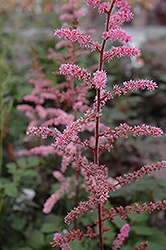 Color Flash Astilbe (Astilbe x arendsii 'Color Flash') at Valley View Farms