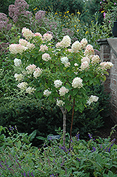 Limelight Hydrangea (tree form) (Hydrangea paniculata 'Limelight (tree form)') at Valley View Farms