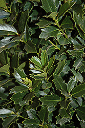 Oakland Holly (Ilex 'Magland') at Valley View Farms
