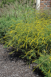 Fireworks Goldenrod (Solidago rugosa 'Fireworks') at Valley View Farms