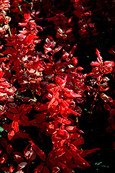 Flare Scarlet Sage (Salvia 'Flare') at Valley View Farms
