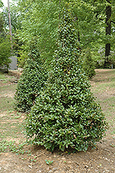 Castle Spire Meserve Holly (Ilex x meserveae 'Hachfee') at Valley View Farms