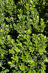 Baby Gem Boxwood (Buxus microphylla 'Gregem') at Valley View Farms