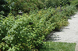 Heritage Raspberry (Rubus 'Heritage') at Valley View Farms