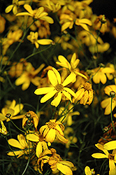 Electric Avenue Tickseed (Coreopsis verticillata 'Electric Avenue') at Valley View Farms