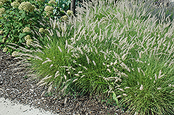 Oriental Fountain Grass (Pennisetum orientale) at Valley View Farms