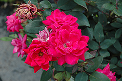 Knock Out Double Red Rose (Rosa 'Radtko') at Valley View Farms