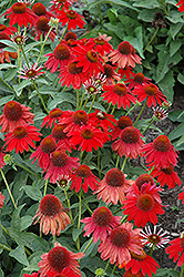 Sombrero Salsa Red Coneflower (Echinacea 'Balsomsed') at Valley View Farms