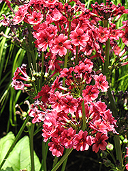 Miller's Crimson Primrose (Primula japonica 'Miller's Crimson') at Valley View Farms