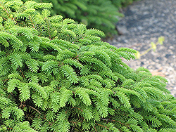 Birds Nest Spruce (Picea abies 'Nidiformis') at Valley View Farms