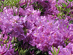 Lee's Dark Purple Rhododendron (Rhododendron catawbiense 'Lee's Dark Purple') at Valley View Farms