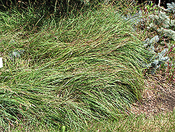 Blue Sedge (Carex flacca) at Valley View Farms