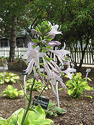 Fragrant Bouquet Hosta (Hosta 'Fragrant Bouquet') at Valley View Farms