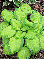 Stained Glass Hosta (Hosta 'Stained Glass') at Valley View Farms