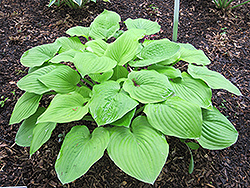 August Moon Hosta (Hosta 'August Moon') at Valley View Farms