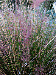 Pink Muhly Grass (Muhlenbergia capillaris 'Pink Muhly') at Valley View Farms