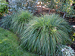 Moudry Fountain Grass (Pennisetum alopecuroides 'Moudry') at Valley View Farms