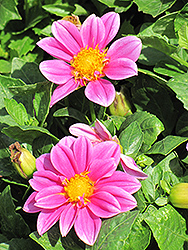 Dahlietta Emily Dahlia (Dahlia 'Dahlietta Emily') at Valley View Farms