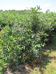 Coville Blueberry (Vaccinium corymbosum 'Coville') at Valley View Farms