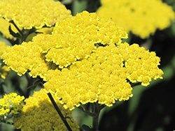 Moonshine Yarrow (Achillea 'Moonshine') at Valley View Farms