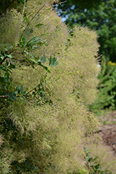 Young Lady Smokebush (Cotinus coggygria 'Young Lady') at Valley View Farms
