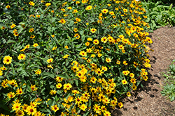 Summer Nights False Sunflower (Heliopsis helianthoides 'Summer Nights') at Valley View Farms