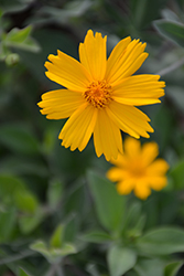 Sunshine Superman Tickseed (Coreopsis pubescens 'Sunshine Superman') at Valley View Farms