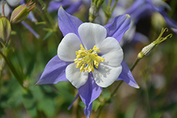 Songbird Blue Jay Columbine (Aquilegia 'Blue Jay') at Valley View Farms