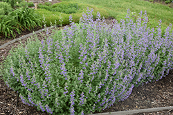 Walker's Low Catmint (Nepeta x faassenii 'Walker's Low') at Valley View Farms