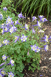 Songbird Blue Jay Columbine (Aquilegia 'Blue Jay') at Valley View Farms